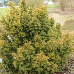 Taxus baccata Semperaurea - Vue d'ensemble