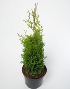 Thuja occidentalis Degroot Spire - Plante en pot