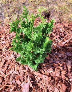 Thuja occidentalis Degroot Spire - Jeune plant