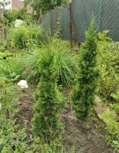 Thuja occidentalis Degroot Spire - Vue d'ensemble