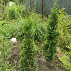Thuja occidentalis Degroot Spire - Vue d'ensemble