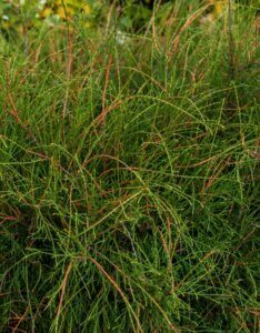 Thuja occidentalis Filiformis - Feuillage