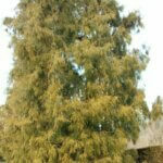 Thuja occidentalis Filiformis - Vue d'ensemble