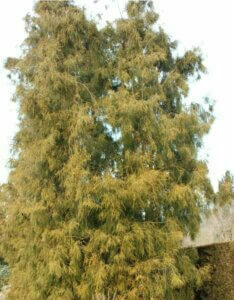 Thuja occidentalis Filiformis - Vue d'ensemble