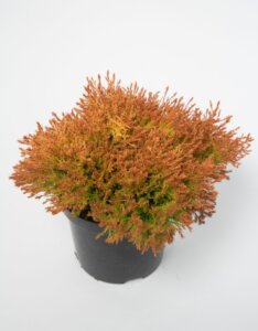 Thuja occidentalis Fire Chief - Plante en pot