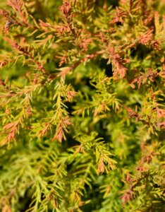 Thuja occidentalis Fire Chief - Feuillage