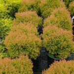 Thuja occidentalis Fire Chief - Plantes en pot