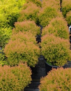 Thuja occidentalis Fire Chief - Plantes en pot