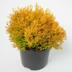 Thuja occidentalis Rheingold -Plante en pot