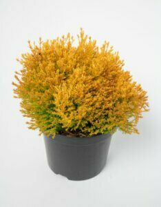 Thuja occidentalis Rheingold -Plante en pot