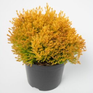 Thuja occidentalis Rheingold -Plante en pot