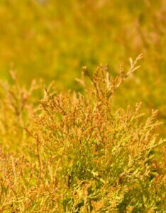 Thuja occidentalis Rheingold - Feuillage