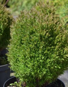 Thuja occidentalis Teddy - Vue d'ensemble