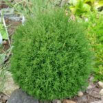 Thuja occidentalis Teddy - Vue d'ensemble