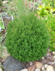Thuja occidentalis Teddy - Vue d'ensemble