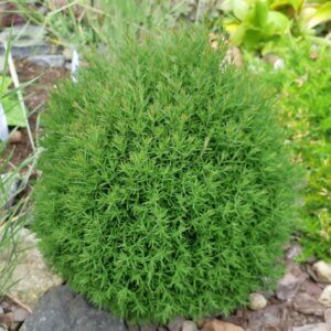 Thuja occidentalis Teddy - Vue d'ensemble