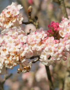 Viburnum bodnantense Charles Lamont - Viorne d'hiver - Inflorescence