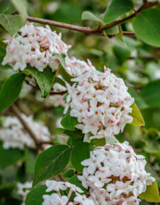 Viburnum burkwoodii Anne Russell - Viorne de Burkwood - inflorescences