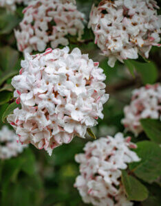 Viburnum carlesii - Viorne de Carle - inflorescences
