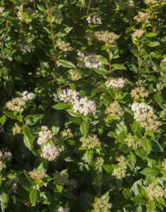 Viburnum tinus Gwenllian - Laurier Tin - vue d'ensemble