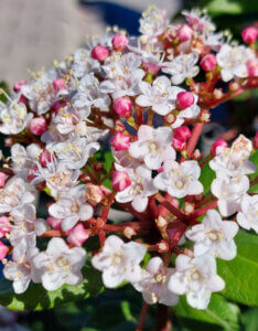 Viburnum tinus Gwenllian - Laurier Tin - inflorescence
