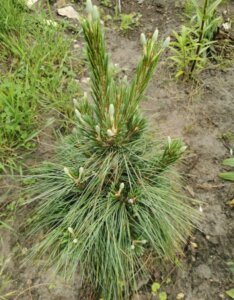 Pinus x schwerinii Wiethorst - Jeune plant