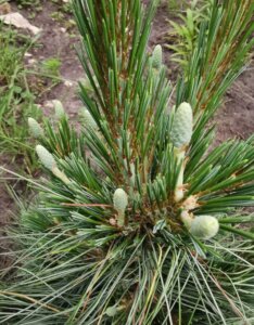 Pinus x schwerinii Wiethorst - Feuillage et fruit