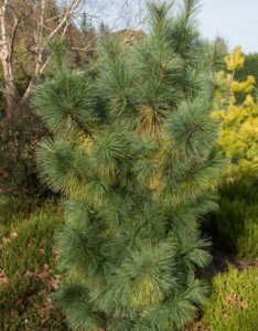 Pinus x schwerinii Wiethorst - Vue d'ensemble