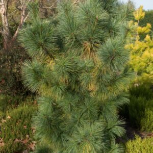 Pinus x schwerinii Wiethorst - Vue d'ensemble
