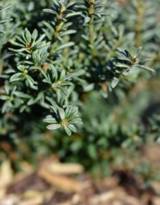 Podocarpus Chocolate Box - Feuillage