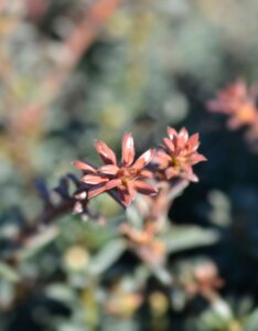 Podocarpus Chocolate Box - Feuillage