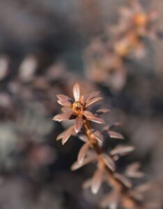 Podocarpus Chocolate Box - Feuillage