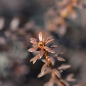 Podocarpus Chocolate Box - Feuillage