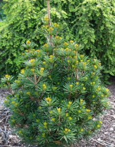 Sciadopitys verticillata - Vue d'ensemble