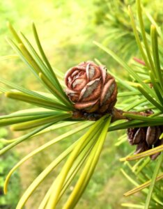 Sciadopitys verticillata - Fruit
