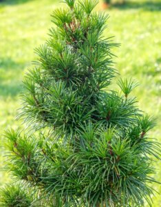 Sciadopitys verticillata - Jeune plant