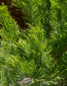 Taxodium distichum Peve Minaret - Feuillage