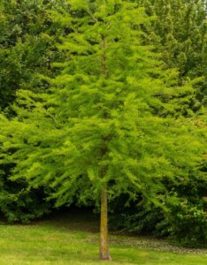 Taxodium distichum Peve Minaret - Vue d'ensemble
