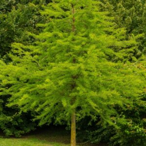 Taxodium distichum Peve Minaret - Vue d'ensemble