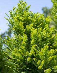 Taxodium distichum Peve Minaret - Feuillage