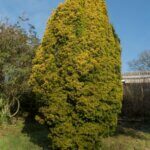 Taxus baccata Fastigiata Aurea - Vue d'ensemble