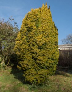 Taxus baccata Fastigiata Aurea - Vue d'ensemble
