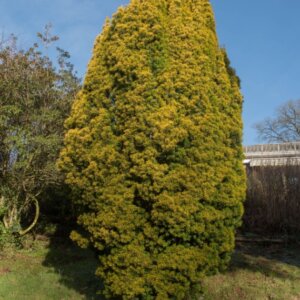 Taxus baccata Fastigiata Aurea - Vue d'ensemble
