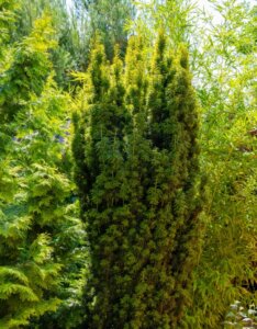 Taxus baccata Fastigiata Aurea - Vue d'ensemble