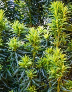 Taxus baccata Fastigiata Aurea - Jeune plant