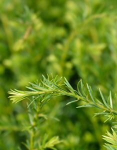 Taxus x media Groenland - Feuillage