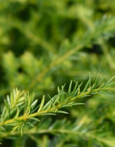 Taxus x media Groenland - Feuillage