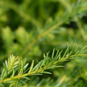 Taxus x media Groenland - Feuillage