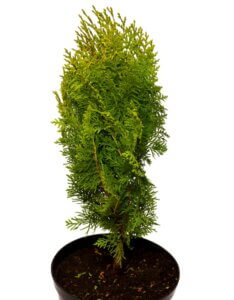 Thuja occidentalis Aurea Nana - Plante en pot