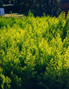 Thuja occidentalis Aurea Nana - Vue d'ensemble
